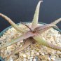 4" Pot Aloe BAKERI (Exotic rare miniature clustering succulent plant cacti cactus)
