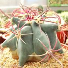 10 SEEDS FEROCACTUS EMORYI (Barrel cactus cacti rare Echinocactus cactus seed)