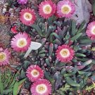 20 SEEDS Cephalophyllum Caespitosum Mesembs Cactus Seed