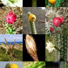 100 Seeds HARRISIA MIX (Fragrant cactus flower night bloom succulent eriocereus)