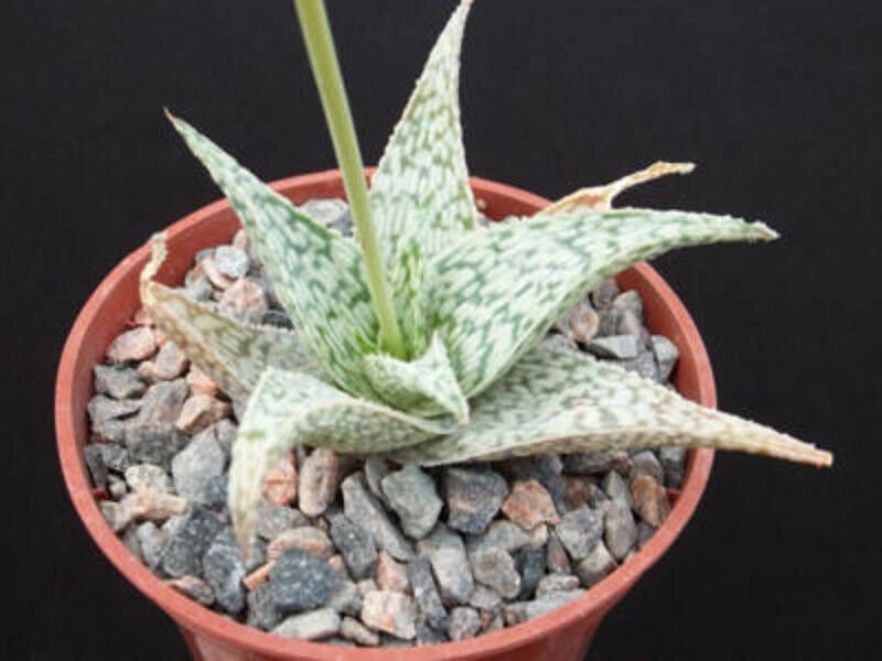 4" Pot Aloe Dorian Black (Exotic clustering rare succulent cactiplant cactus)