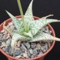 4" Pot Aloe Dorian Black (Exotic clustering rare succulent cactiplant cactus)