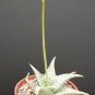 4" Pot Aloe Dorian Black (Exotic clustering rare succulent cactiplant cactus)