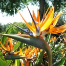 15 Seeds Bird of Paradise  (Flowering Strelitzia Reginae exotic Crane Flower seed)