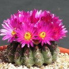 25 SEEDS Parodia Uebelmanniana Notocactus Rare Cactus