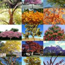 100 Seeds EXOTIC TREES MIX (Rare flower plant desert fragrant bonsai tree seed) 100 Seeds EXOTIC TREES MIX (Rare flower plant desert fragrant bonsai tree seed)