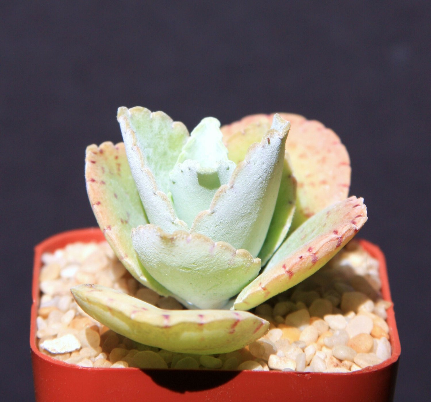 2" Pot RARE KALANCHOE GASTONIS BONNIERI Donkey (Ear plants succulent plant cacti)