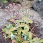 2" Pot RARE KALANCHOE GASTONIS BONNIERI Donkey (Ear plants succulent plant cacti)