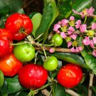 5 SEEDS Malpighia Emarginata BARBADOS CHERRY (Sweet exotic tropical fruit seed)