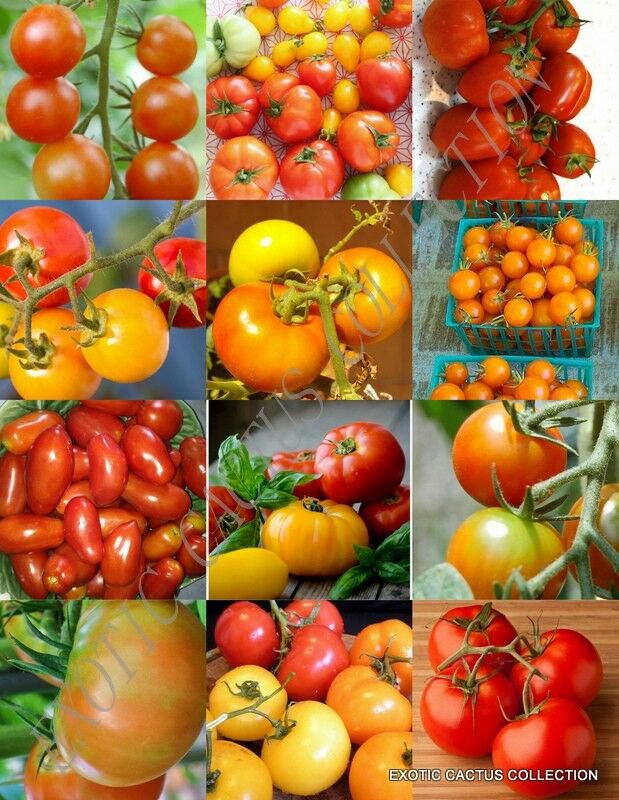 25 Seeds TOMATO MIX (Heirloom vegetable organic fruit exotic edible garden seed)