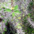 5 SEEDS EUPHORBIA CROIZATII (Exotic rare succulent cactus cacti plant seed)
