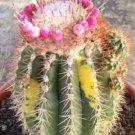 20 SEEDS Melocactus Broadwayi Variegated Seed Cactus 20 SEEDS Melocactus Broadwayi Variegated Seed Cactus