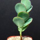2" Plant  KALANCHOE PANAMENSIS (Rare exotic succulent cactus garden)