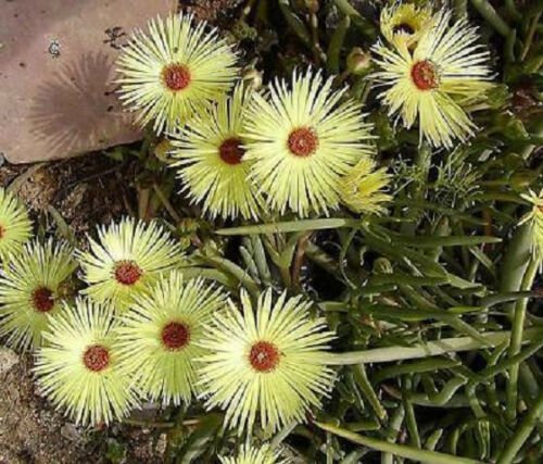 20 SEEDS Cephalophyllum Pillansii Mesembs Cactus