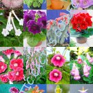 50 Seeds COLOR SINNINGIA MIX (Rare african violets fragrant garden flower seed)