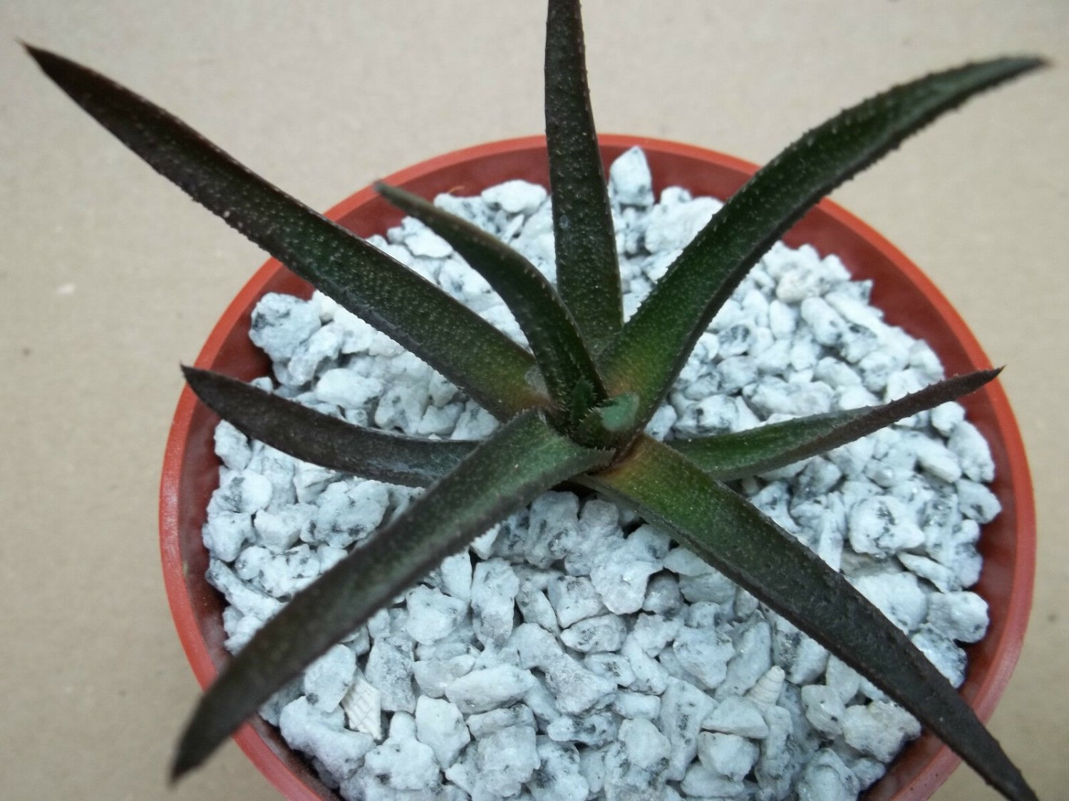 4" Pot GASTERALOE CV MIDNIGHT (Exotic black color rare succulent bonsaiplant)