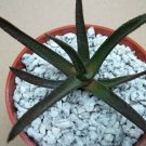 4" Pot GASTERALOE CV MIDNIGHT (Exotic black color rare succulent bonsaiplant) 4" Pot GASTERALOE CV MIDNIGHT (Exotic black color rare succulent bonsaiplant)
