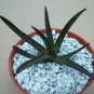 4" Pot GASTERALOE CV MIDNIGHT (Exotic black color rare succulent bonsaiplant)