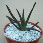 4" Pot GASTERALOE CV MIDNIGHT (Exotic black color rare succulent bonsaiplant)