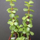 2" Plant PORTUCALARIA AFFRA Green (Rare elephant bush mini jade tree bonsai) 2" Plant PORTUCALARIA AFFRA Green (Rare elephant bush mini jade tree bonsai)