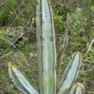 20 SEEDS Pilosocereus Fulvilanatus (Cacti cactus seed)