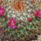 100 SEEDS Mammillaria Rodantha (Pincushion flower coloring cacti rare cactus seed)
