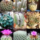 20 SEEDS RARE TURBINICARPUS MIX (Exotic mexican miniature cacti rare cactus seed) 20 SEEDS RARE TURBINICARPUS MIX (Exotic mexican miniature cacti rare cactus seed)