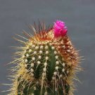 10 SEEDS Coleocephalocereus Purpureus Rare Cactus Seed