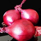 100 Seeds RED ONION (Heirloom vegetable organic plant herb salad spice seed)