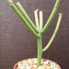 4" Pot EUPHORBIA TIRUCALLI (Pencil cactus plant succulent)