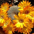 10 SEEDS Rebutia Arenacea Exotic Rare Cactus Cacti