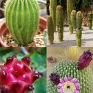 15 SEEDS Neobuxbaumia Polylopha (Rare cactus exotic succulent cacti cereus)