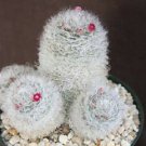 20 SEEDS Mammillaria Bocasana Roseiflora Rare Cactus