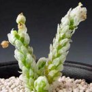 15 SEEDS AVONIA RECURVATA (Exotic succulent rare cactus anacampseros plant) 15 SEEDS AVONIA RECURVATA (Exotic succulent rare cactus anacampseros plant)
