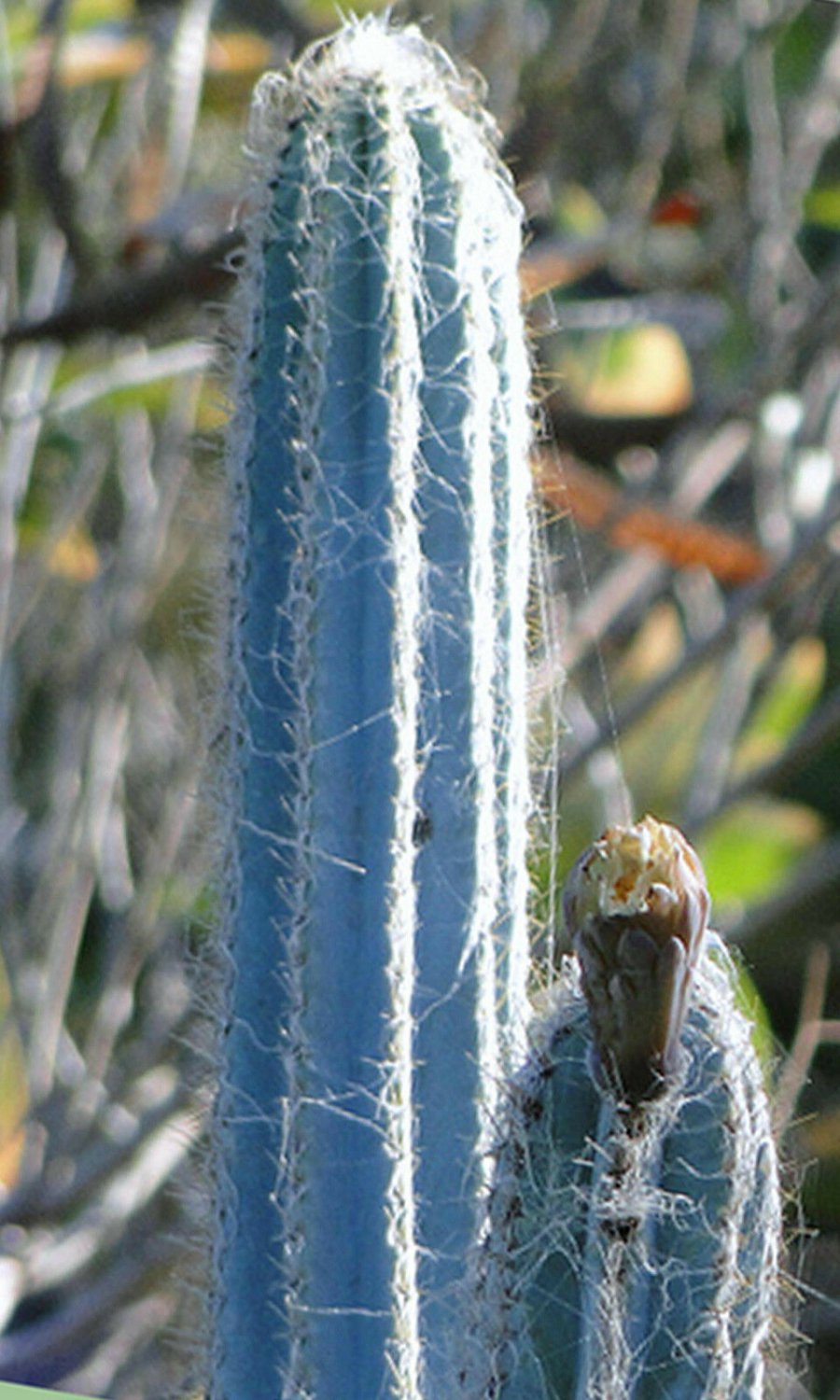 20 SEEDS Pilosocereus Royenii (Exotic blue color columnar rare cacti cactus seed)