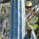20 SEEDS Pilosocereus Royenii (Exotic blue color columnar rare cacti cactus seed)