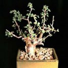5 Seeds Guggul Myrrh Tree Commiphora wightii (Exotic caudex mukul bonsai seed)
