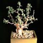 5 Seeds Guggul Myrrh Tree Commiphora wightii (Exotic caudex mukul bonsai seed)