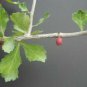 5 Seeds Guggul Myrrh Tree Commiphora wightii (Exotic caudex mukul bonsai seed)