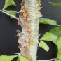 5 Seeds Guggul Myrrh Tree Commiphora wightii (Exotic caudex mukul bonsai seed)