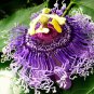 10 SEEDS PASSION FRUIT Purple Flower Vine Maypop PASSIFLORA INCARNATA Plant