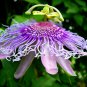 10 SEEDS PASSION FRUIT Purple Flower Vine Maypop PASSIFLORA INCARNATA Plant