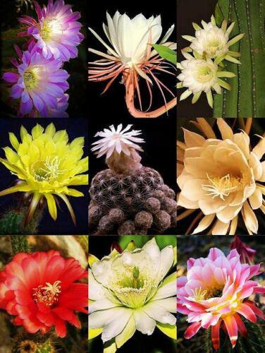 50 SEEDS NIGHT BLOOMING CACTUS MIX (Rare garden cacti exotic desert succulent)
