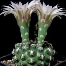 50 SEEDS Gymnocalycium Colochlorum (Exotic collector item flower rare cactus seed) 50 SEEDS Gymnocalycium Colochlorum (Exotic collector item flower rare cactus seed)