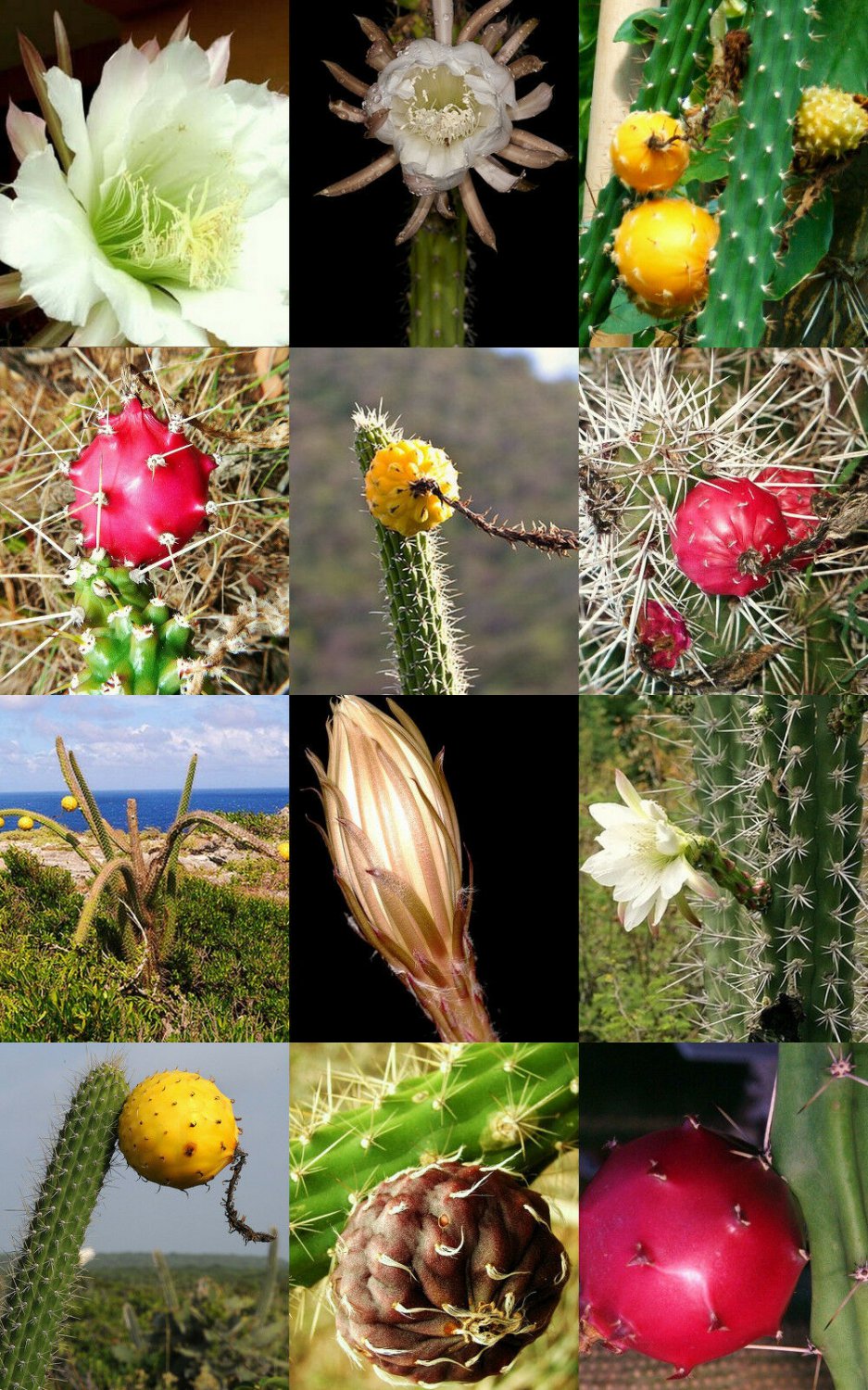 200 SEEDS HARRISIA MIX (Fragrant cactus flower night bloom succulent eriocereus)