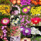20 SEEDS ICE PLANT MIX (Rare mesembs LIVINGSTONES succulent mesembryanthemum)