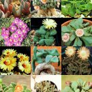 20 SEEDS ALOINOPSIS MIX (Succulent mesembs mixed living stones rocks plant)