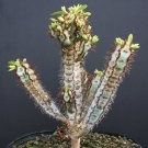 10 Seeds Euphorbia IHARANAE (Exotic color madagascar rare bonsai blue cacti seed)