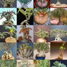 50 Seeds CAUDEX PLANTS MIX (Rare base plant exotic caudiciform succulents bonsai)