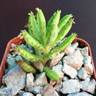 2" Plant BRYOPHYLLUM DELAGOENSE (Rare chandelier plant succulent mother of millions)
